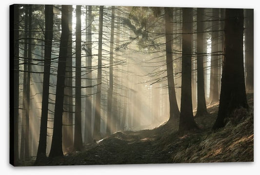 Sunrise in the coniferous forest