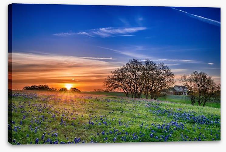 Bluebonnet meadow sunrise