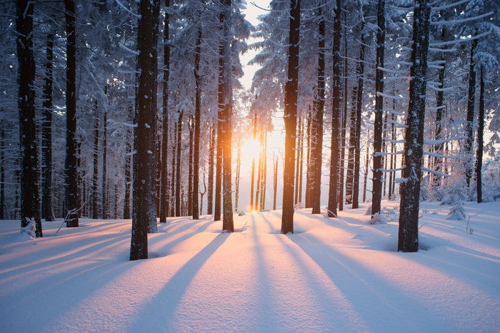Snowy forest sunrise