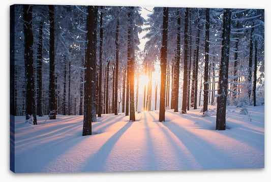 Snowy forest sunrise