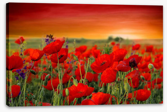 Scarlet red poppy field