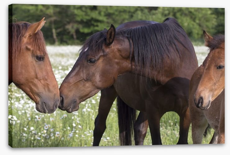 A kiss on the nose