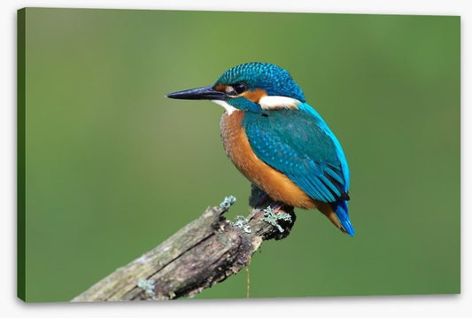 Beautiful blue Kingfisher