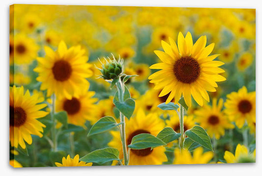 Sunflower field