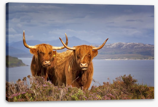 Highland cattle