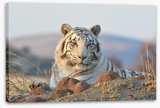 White tiger in the wild