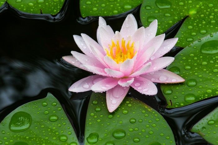 Floating lotus