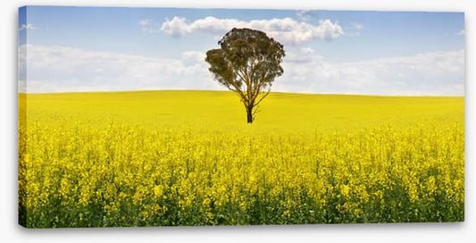 The canola tree
