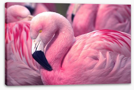 The pink flamingo