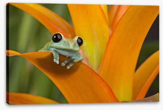 Reptiles / Amphibian