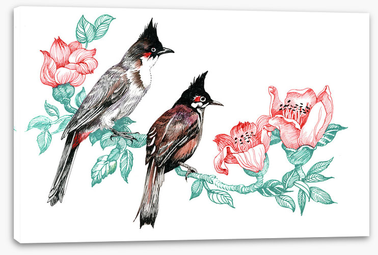 Birds