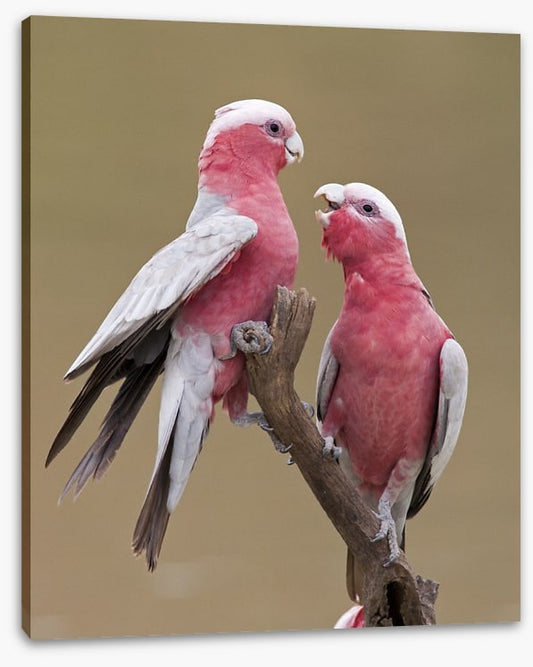 Don't be a galah