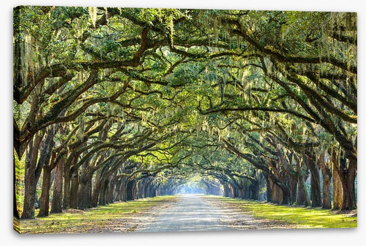 Oak lined road in Savannah, Georgia