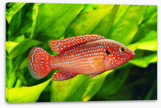 African jewelfish