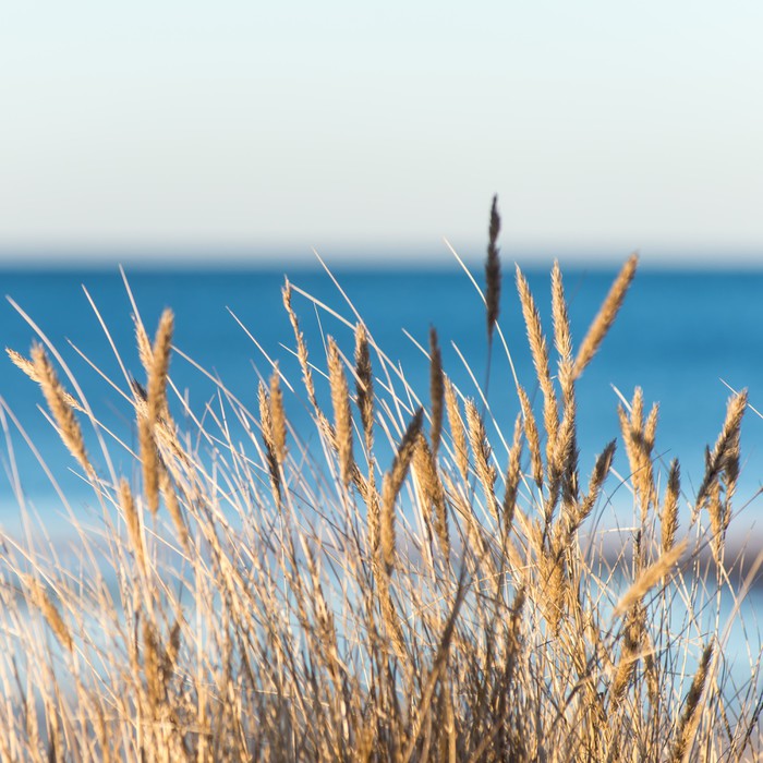 Golden beach grass