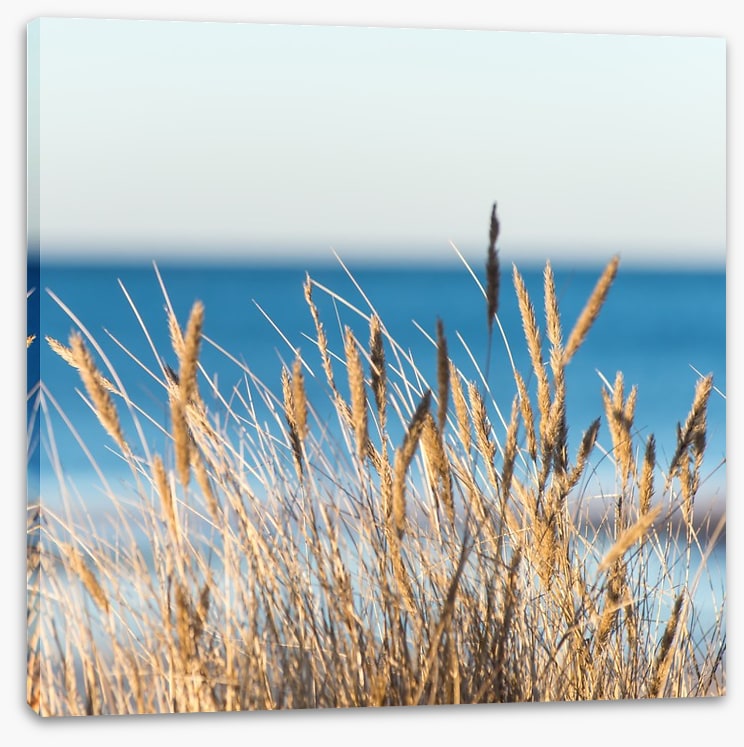Golden beach grass