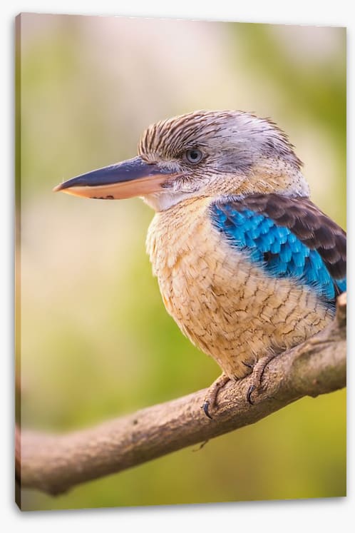 Blue-winged kookaburra