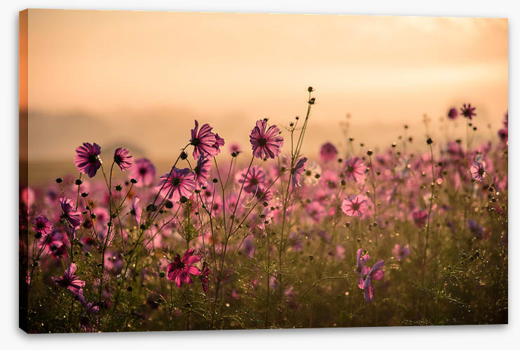 Meadows