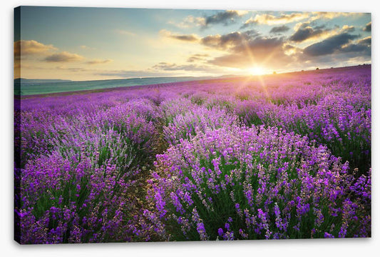 Lavender fields forever