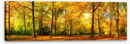 Falling light panorama