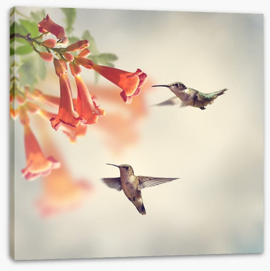 Ruby throated hummingbirds