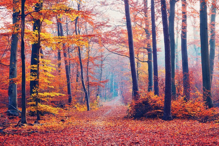 Autumn forest mist