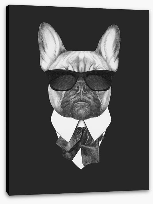 Suave french bulldog