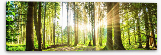 Sunbeam forest panorama