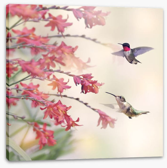 Hummingbirds and wildflowers