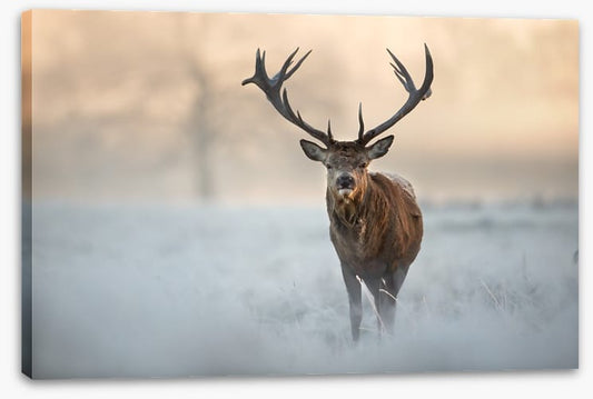 Red deer in winter