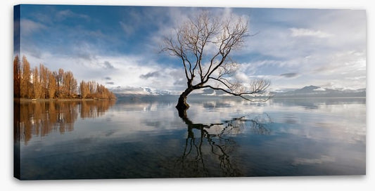 The lone tree, Lake Wanaka
