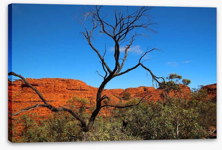 Kings Canyon contrasts