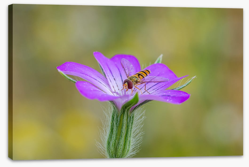 Hornet delight