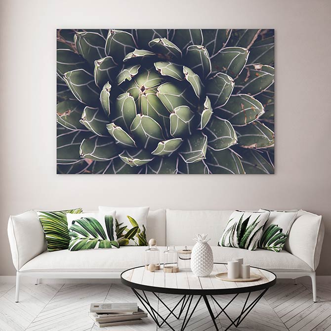 Agave succulent