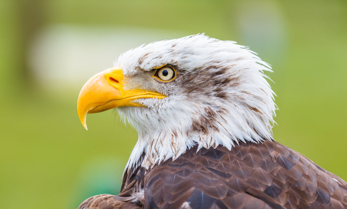 Brazen bald eagle