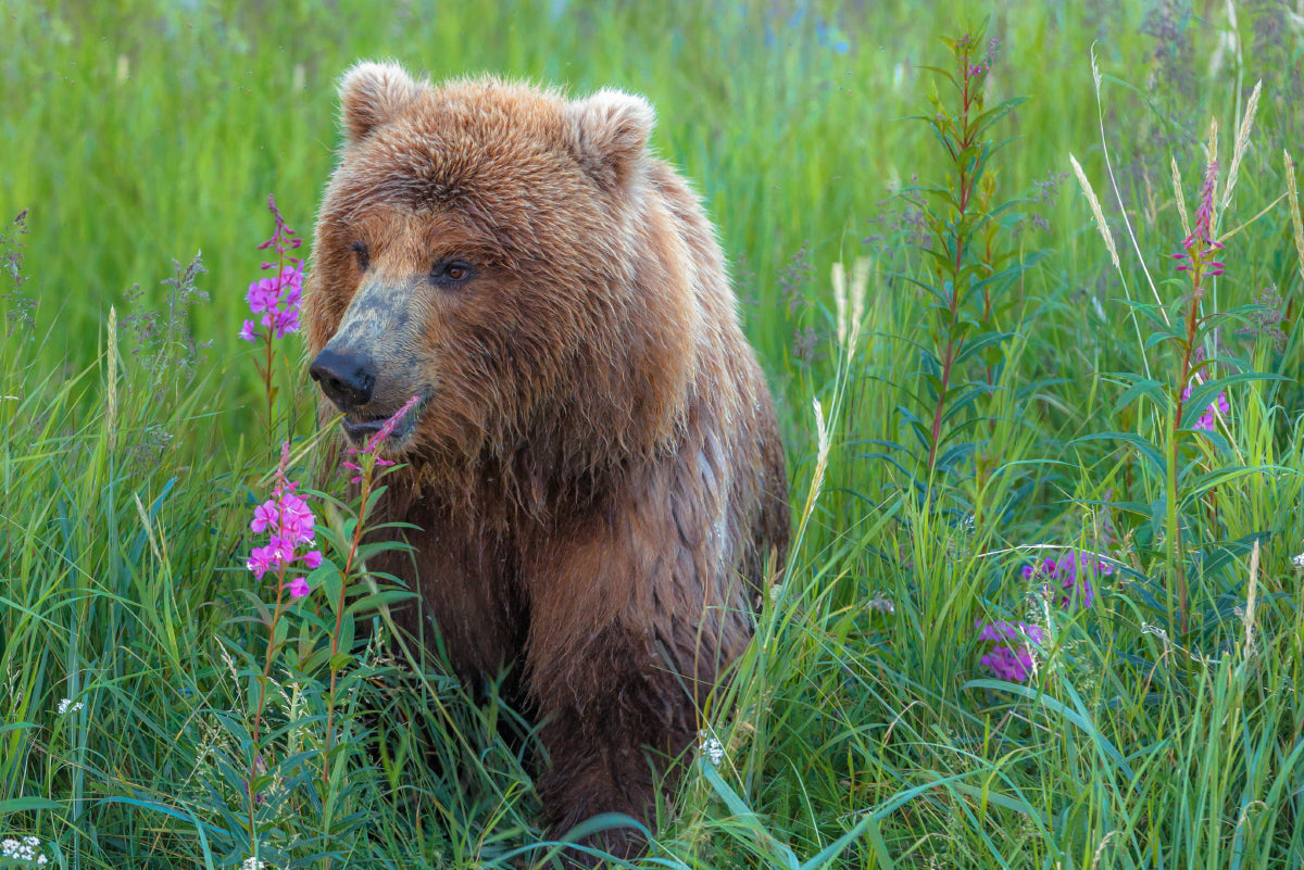 Bear in the grass