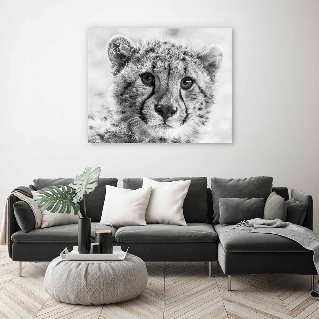 Little cheetah