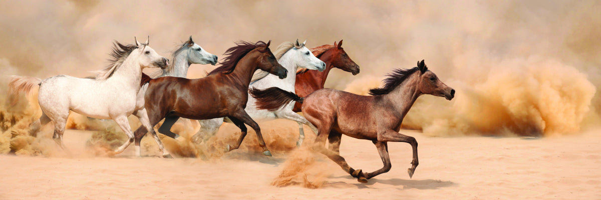 Galloping in the sand
