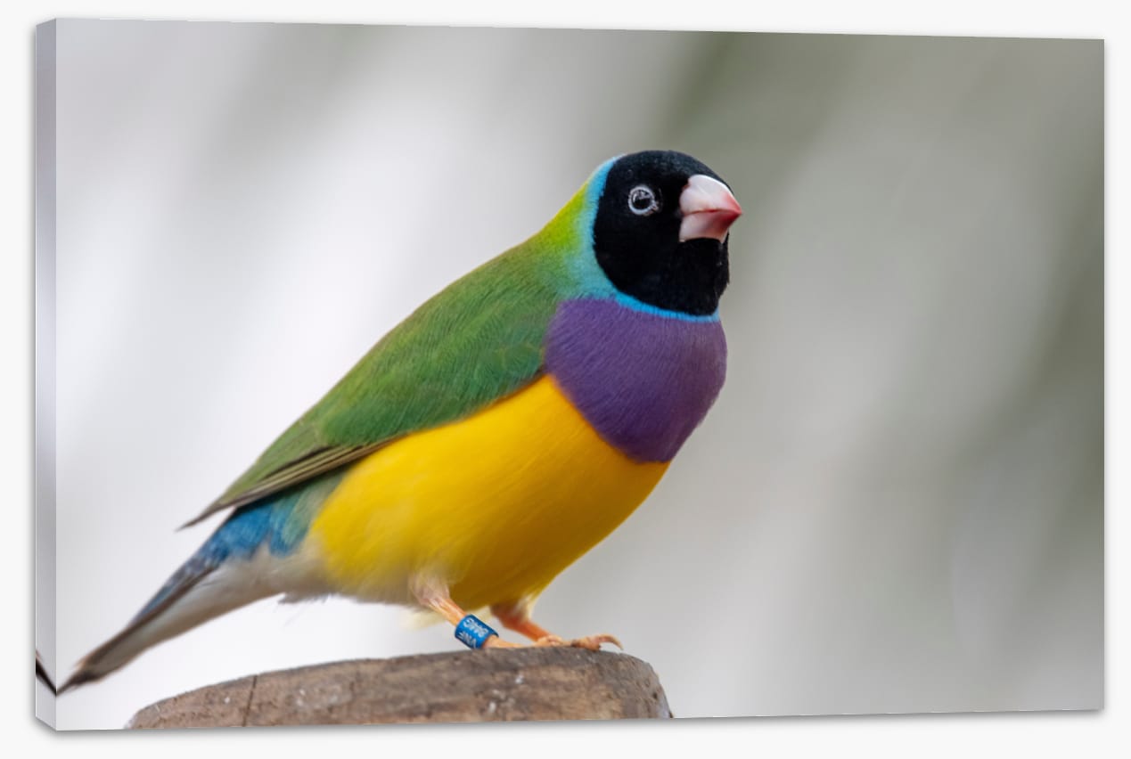 Lady Gouldian finch