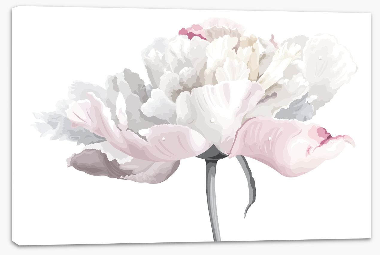 White and pale pink peony