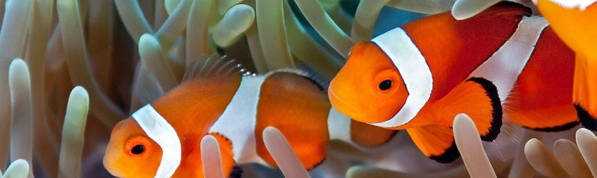 Fish Pictures by Wall Art Prints