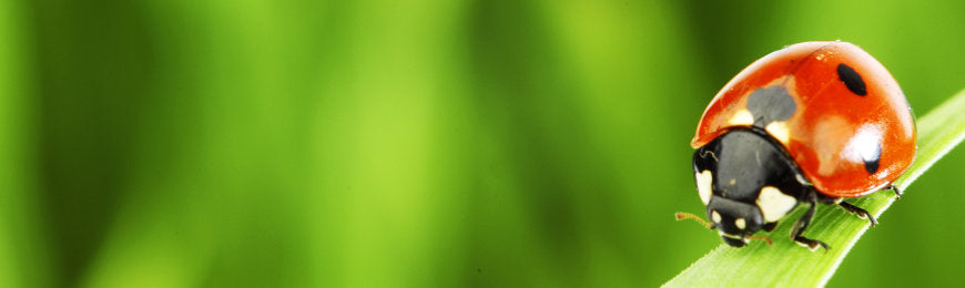 Insect Pictures by Wall Art Prints