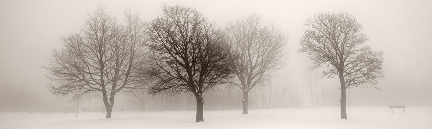 Tree Pictures by Wall Art Prints