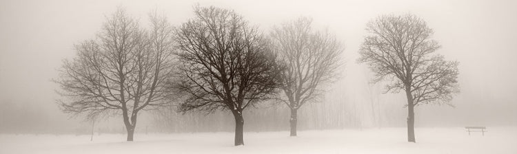 Tree Pictures by Wall Art Prints
