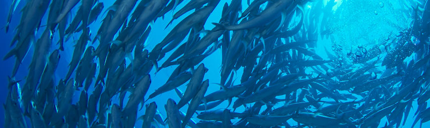 Underwater Photography by Wall Art Prints