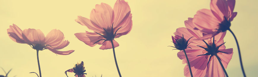 Vintage Photography by Wall Art Prints