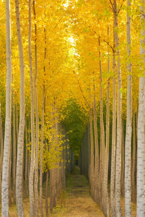 Path in the trees