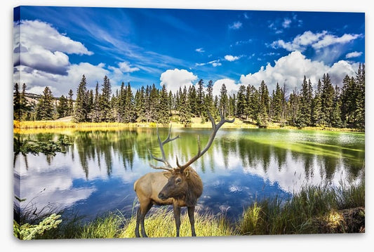 Red deer by the lake