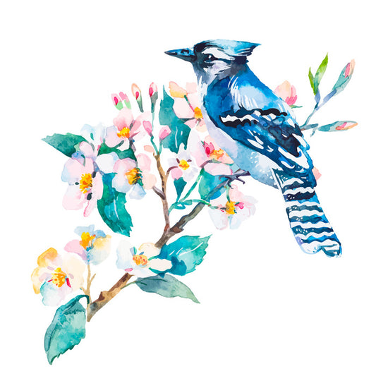 Blue jay blossom