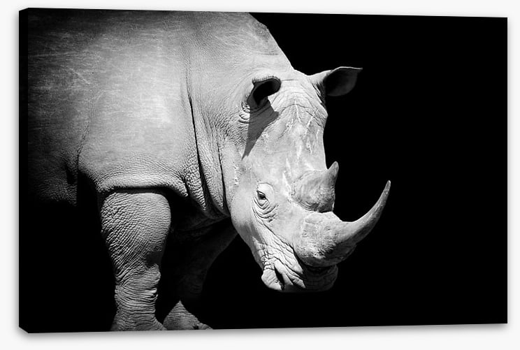 Rhino approaching